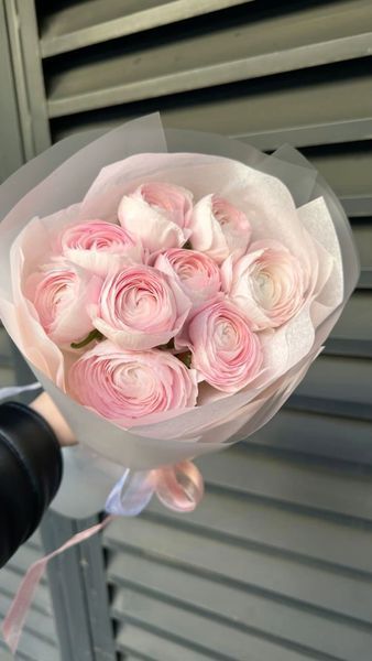 Ranunculus Pink Hanoi, 9 pcs